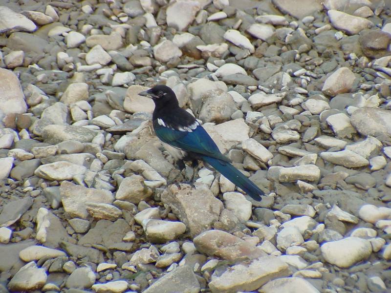 Black-billed Magpie {!--까치--> (Pica pica); DISPLAY FULL IMAGE.
