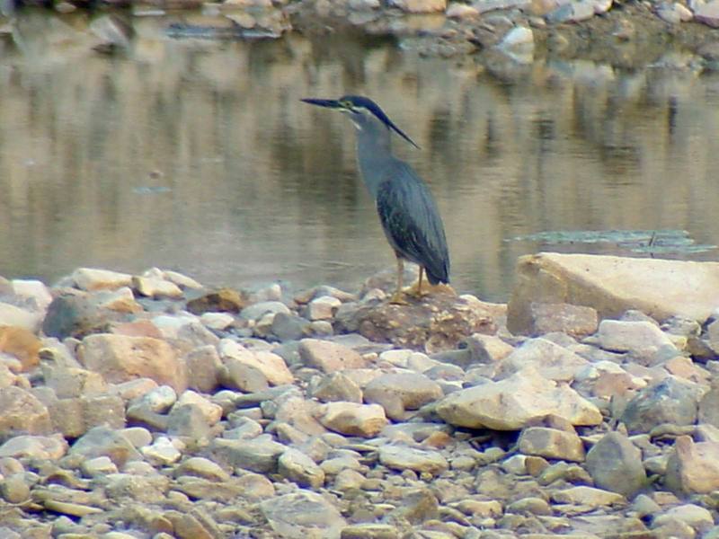 Green-backed Heron {!--검은댕기해오라기--> (Butorides striatus amurensis); DISPLAY FULL IMAGE.