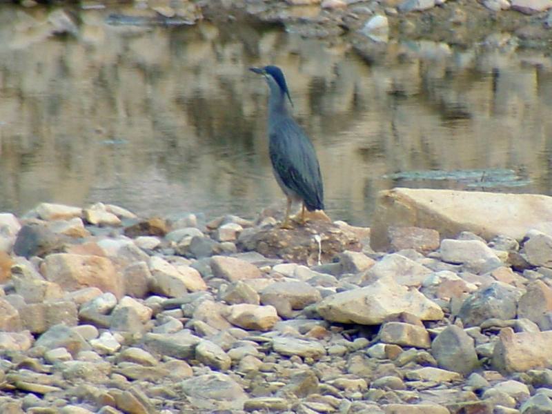 Green-backed Heron {!--검은댕기해오라기--> (Butorides striatus amurensis); DISPLAY FULL IMAGE.