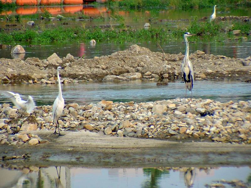 Little Egret, Great Egret, Gray Heron {!--쇠백로, 중대백로, 왜가리-->; DISPLAY FULL IMAGE.