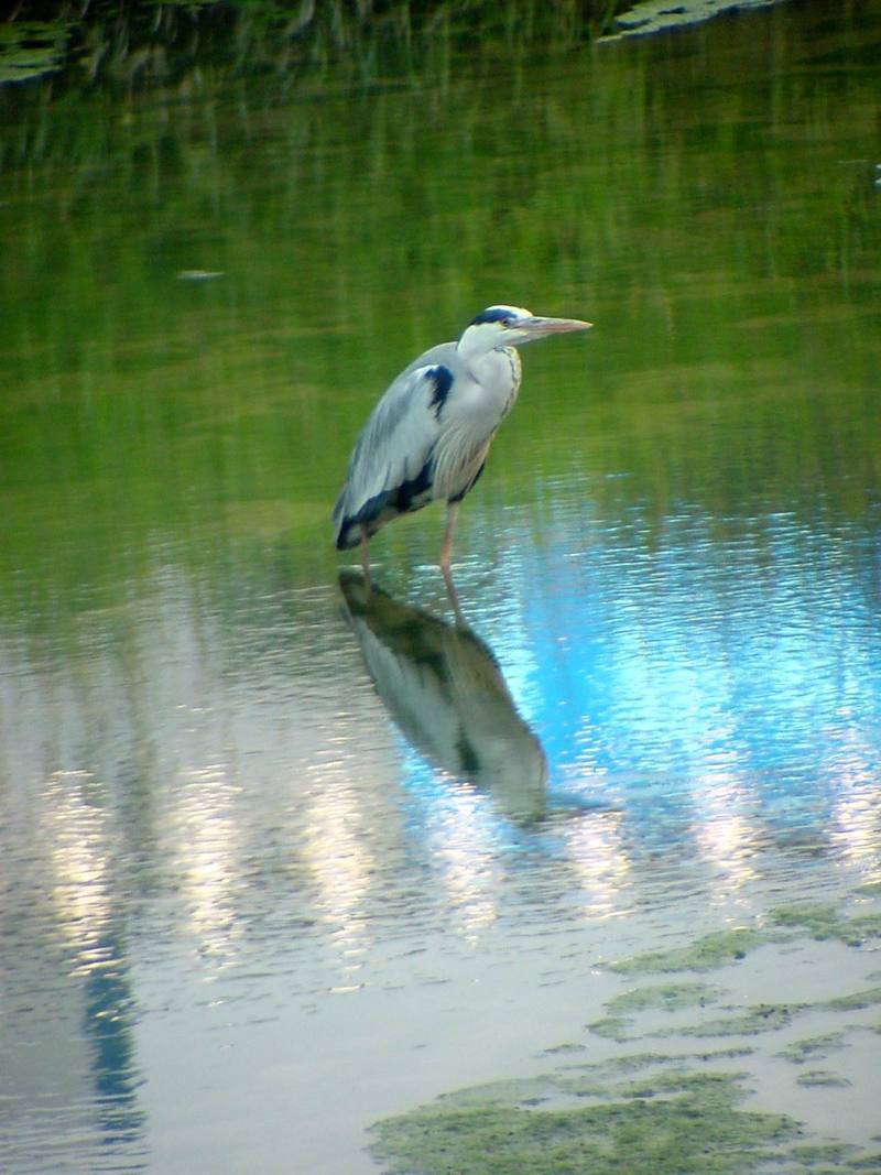 Gray Heron {!--왜가리--> (Ardea cinerea); DISPLAY FULL IMAGE.