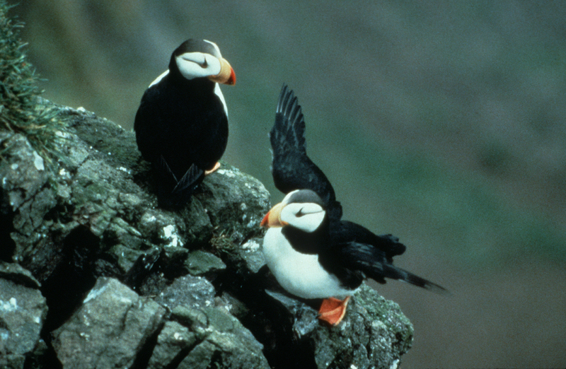 Horned Puffin Pair on Rocks {!--뿔퍼핀-->; DISPLAY FULL IMAGE.