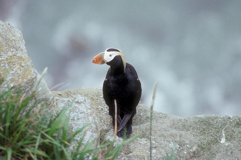 Tufted Puffin {!--갈기퍼핀-->; DISPLAY FULL IMAGE.