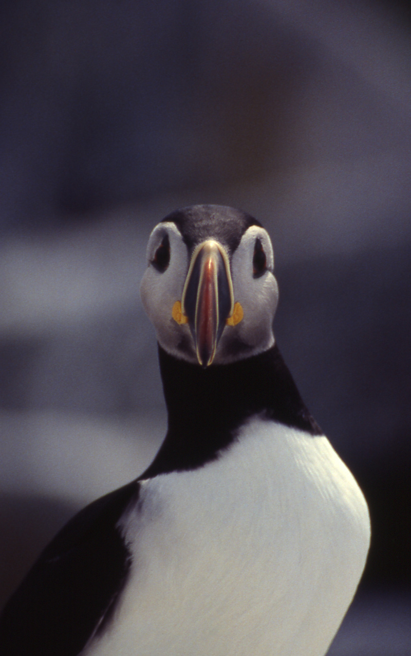 Atlantic Puffin (Fratercula arctica) {!--대서양퍼핀, 퍼핀-->; DISPLAY FULL IMAGE.