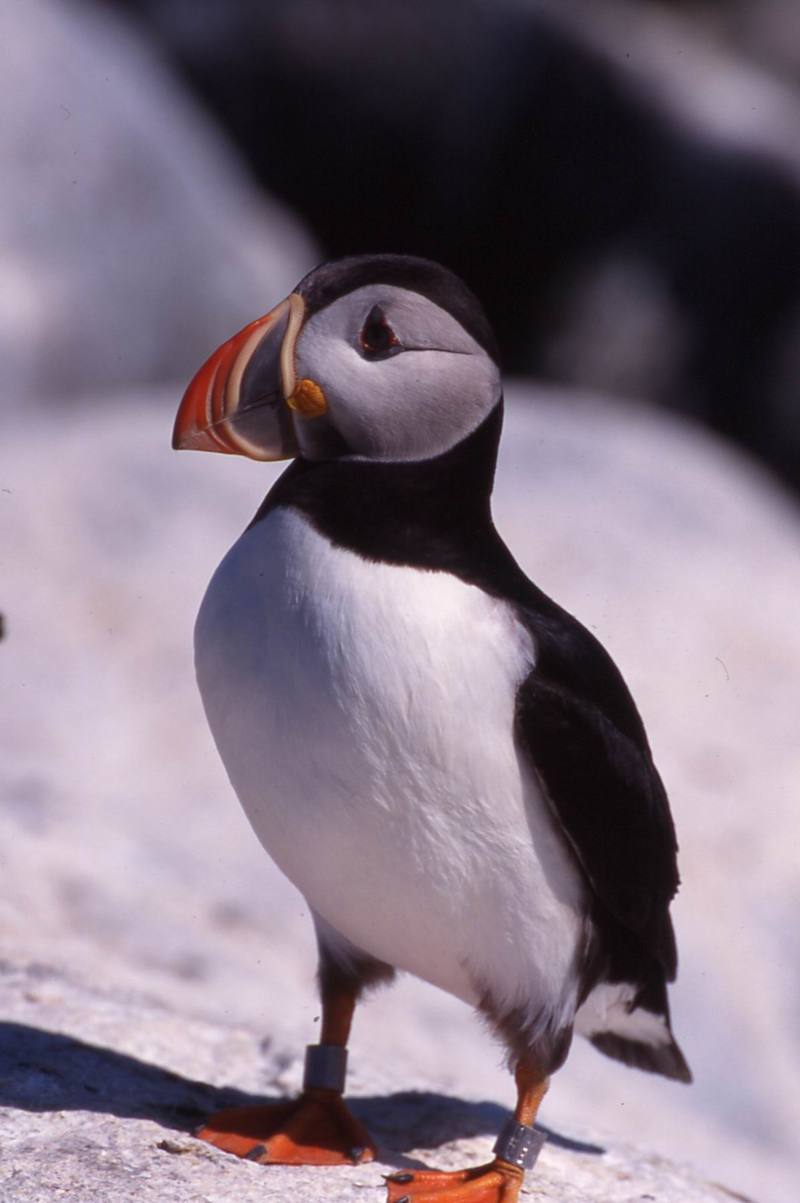 Atlantic Puffin (Fratercula arctica) {!--대서양퍼핀, 퍼핀-->; DISPLAY FULL IMAGE.