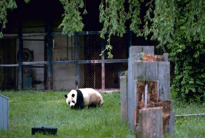 Giant Panda (Ailuropoda melanoleuca){!--팬더-->; DISPLAY FULL IMAGE.