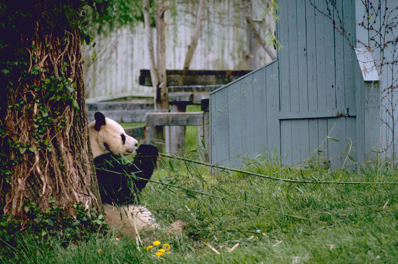 Giant Panda (Ailuropoda melanoleuca){!--팬더-->; DISPLAY FULL IMAGE.