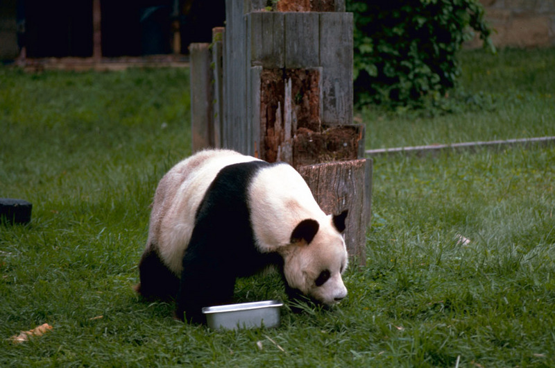 Giant Panda (Ailuropoda melanoleuca){!--팬더-->; DISPLAY FULL IMAGE.