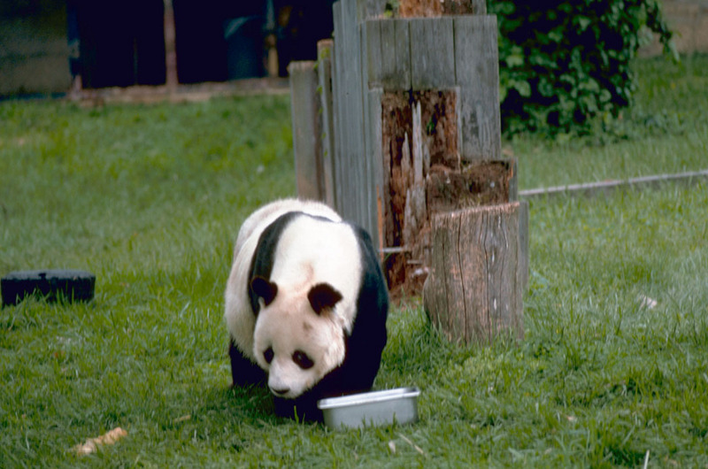 Giant Panda (Ailuropoda melanoleuca){!--팬더-->; DISPLAY FULL IMAGE.