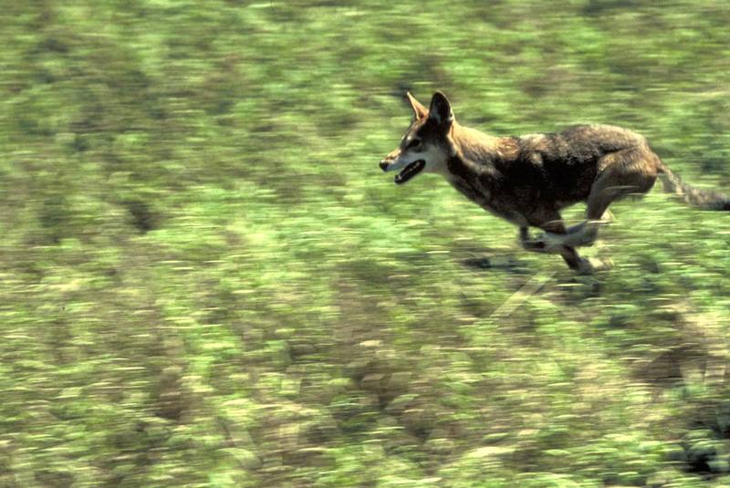 Red Wolf (Canis rufus) {!--붉은늑대--> - Alligator River National Wildlife Refuge; DISPLAY FULL IMAGE.