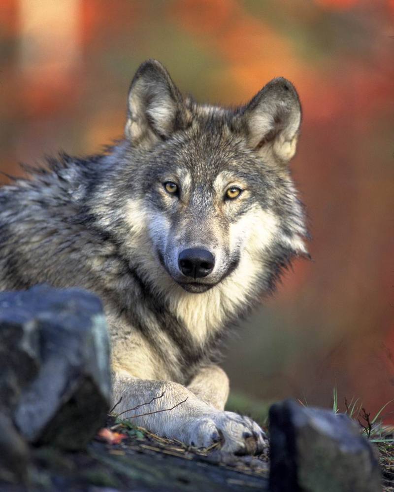 Gray Wolf (Canis lufus) {!--회색늑대-->; DISPLAY FULL IMAGE.