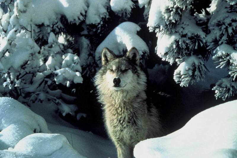 Gray Wolf (Canis lufus) {!--회색늑대--> in snow; DISPLAY FULL IMAGE.