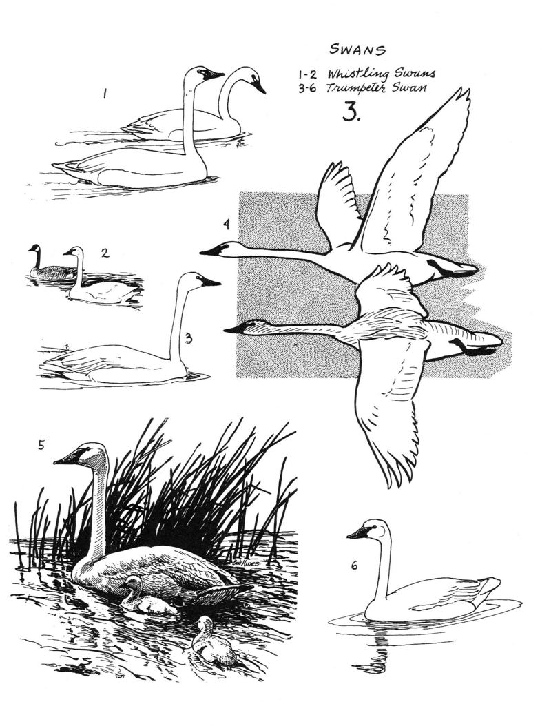 Types of Swans : trumpeter swan (Cygnus buccinator), whistling swan (Cygnus columbianus) {!--백조 몇 가지 그림-->; DISPLAY FULL IMAGE.