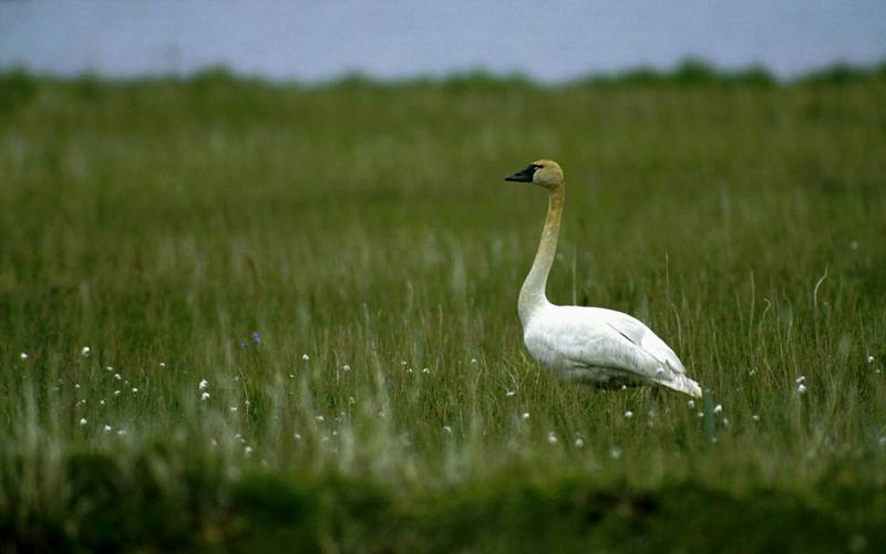 Tundra Swan {!--고니--> - Yukon Delta National Wildlife Refuge; DISPLAY FULL IMAGE.