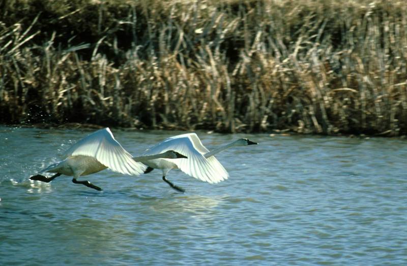 Trumpeter Swan {!--나팔수큰고니--> pair take off; DISPLAY FULL IMAGE.