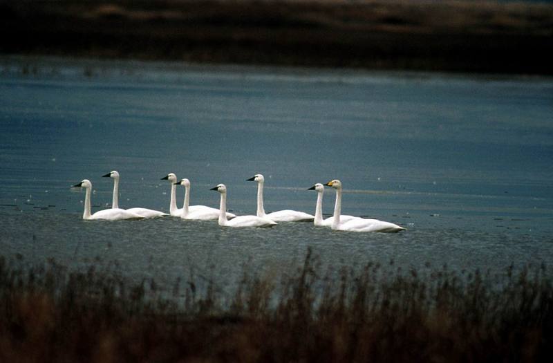 Tundra Swan (Cygnus columbianus) {!--고니--> flock; DISPLAY FULL IMAGE.