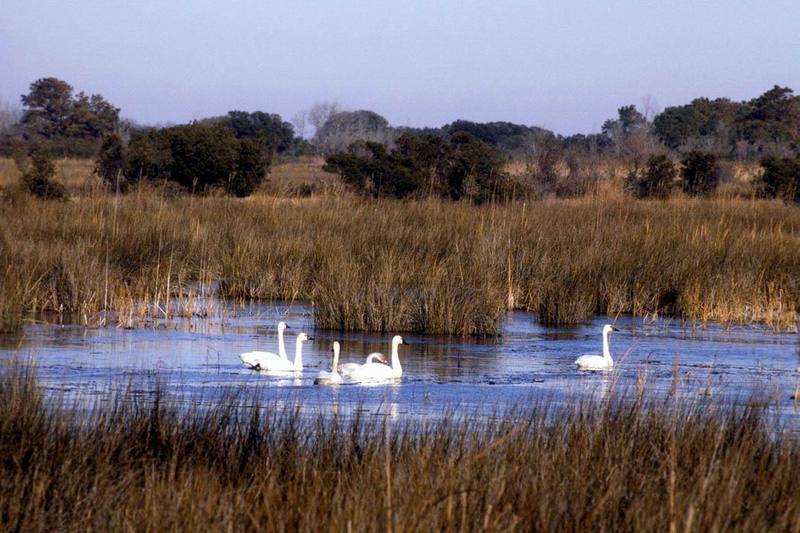 Tundra Swan (Cygnus columbianus) {!--고니--> flock; DISPLAY FULL IMAGE.