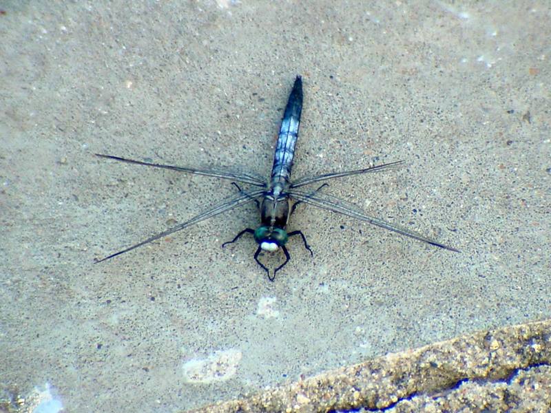 Dragonfly (Lyriothemis pachygastra - not sure){!--아마도 배치레잠자리?-->; DISPLAY FULL IMAGE.