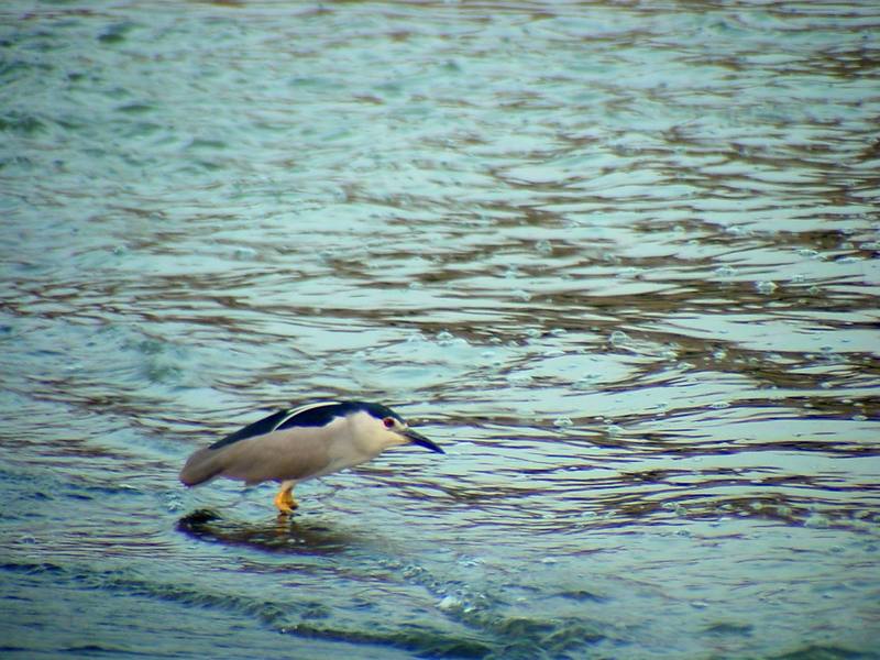 Blakc-crowned Night Heron {!--해오라기-->; DISPLAY FULL IMAGE.