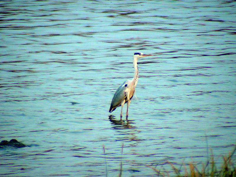 Gray Heron {!--왜가리-->; DISPLAY FULL IMAGE.