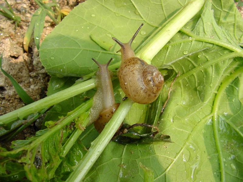 Korean Round Snails {!--달팽이--> at my family farm; DISPLAY FULL IMAGE.