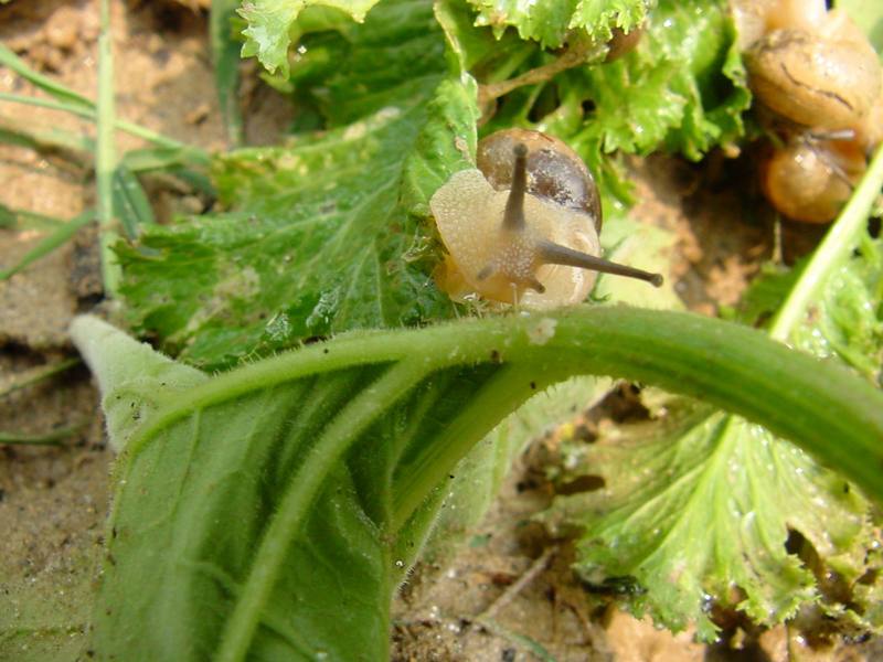 Korean Round Snail {!--달팽이--> at my family farm; DISPLAY FULL IMAGE.