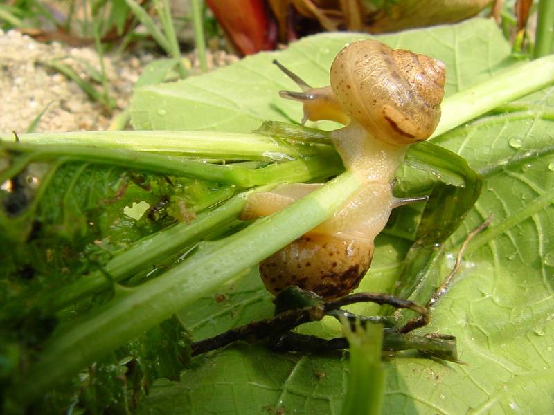 Korean Round Snails {!--달팽이--> at my family farm; DISPLAY FULL IMAGE.