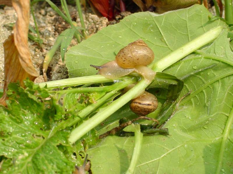 Korean Round Snails {!--달팽이--> at my family farm; DISPLAY FULL IMAGE.