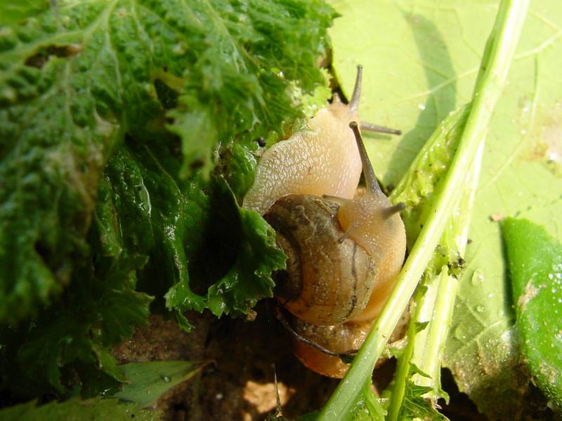 Korean Round Snails {!--달팽이--> at my family farm; DISPLAY FULL IMAGE.