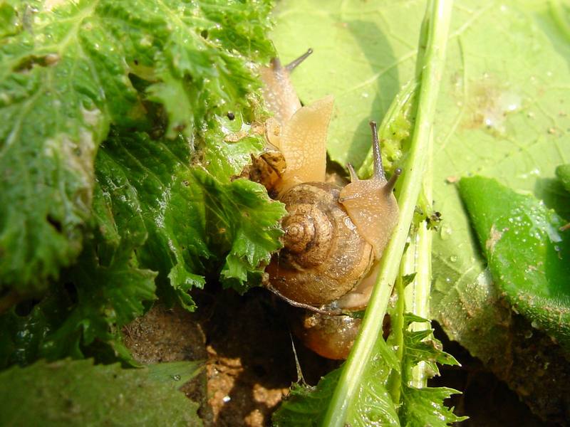 Korean Round Snails {!--달팽이--> at my family farm; DISPLAY FULL IMAGE.