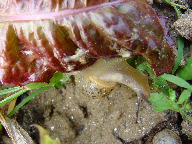 Korean Round Snail {!--달팽이--> at my family farm; DISPLAY FULL IMAGE.
