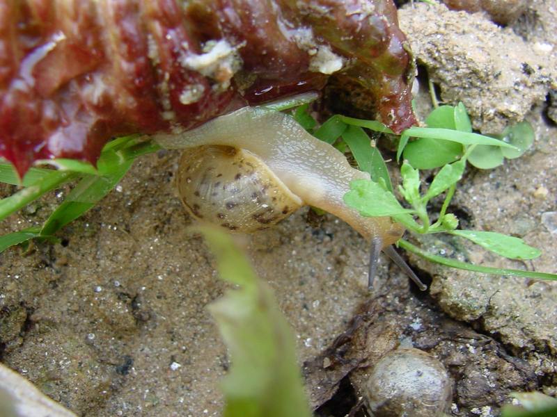 Korean Round Snail {!--달팽이--> at my family farm; DISPLAY FULL IMAGE.