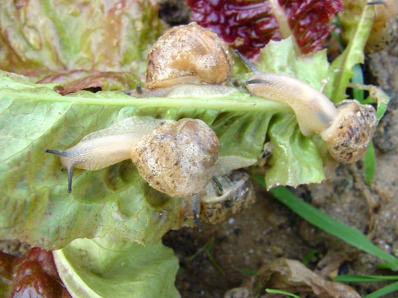 Korean Round Snails {!--달팽이--> at my family farm; DISPLAY FULL IMAGE.