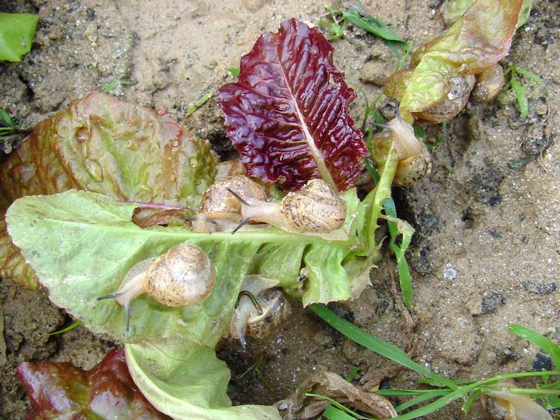 Korean Round Snails {!--달팽이--> at my family farm; DISPLAY FULL IMAGE.