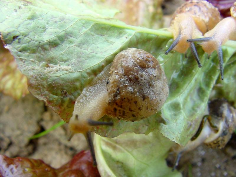 Korean Round Snails {!--달팽이--> at my family farm; DISPLAY FULL IMAGE.