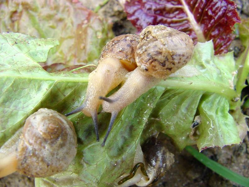 Korean Round Snails {!--달팽이--> at my family farm; DISPLAY FULL IMAGE.