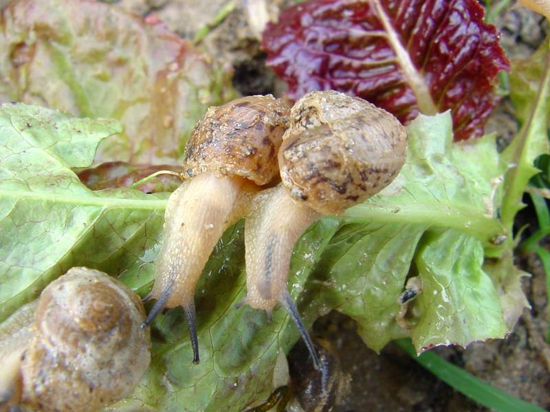 Korean Round Snails {!--달팽이--> at my family farm; DISPLAY FULL IMAGE.