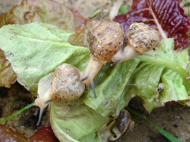 Korean Round Snails {!--달팽이--> at my family farm; DISPLAY FULL IMAGE.