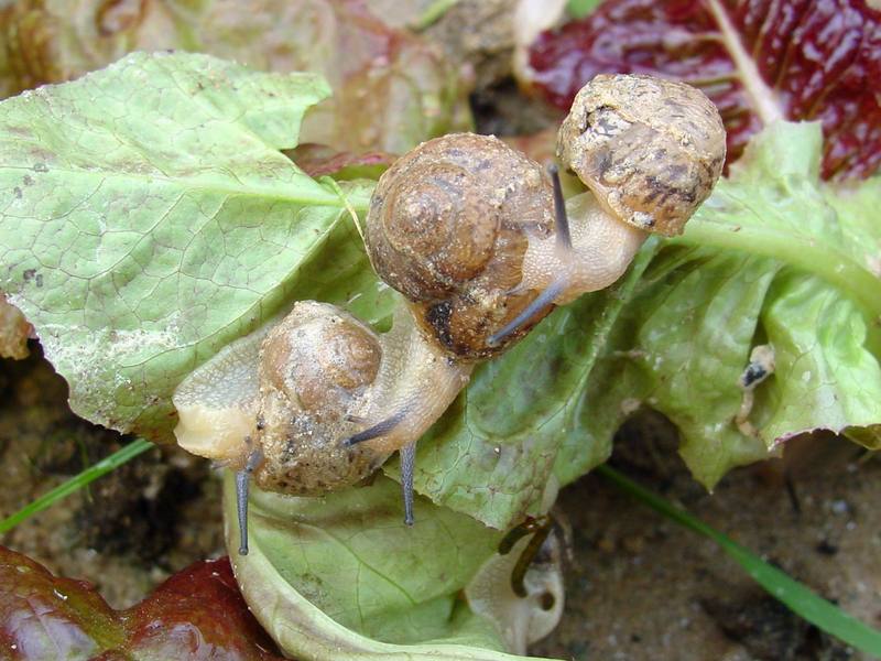 Korean Round Snails {!--달팽이--> at my family farm; DISPLAY FULL IMAGE.