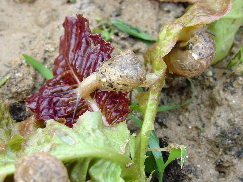 Korean Round Snails {!--달팽이--> at my family farm; DISPLAY FULL IMAGE.