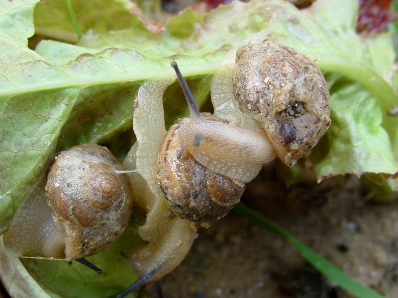 Korean Round Snails {!--달팽이--> at my family farm; DISPLAY FULL IMAGE.