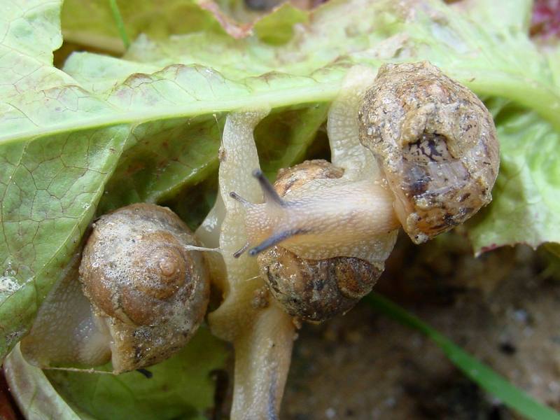 Korean Round Snails {!--달팽이--> at my family farm; DISPLAY FULL IMAGE.