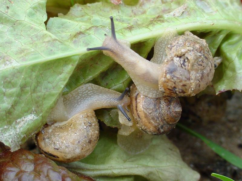 Korean Round Snails {!--달팽이--> at my family farm; DISPLAY FULL IMAGE.