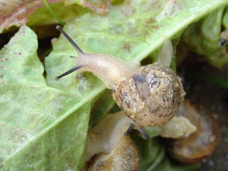Korean Round Snail {!--달팽이--> at my family farm; DISPLAY FULL IMAGE.