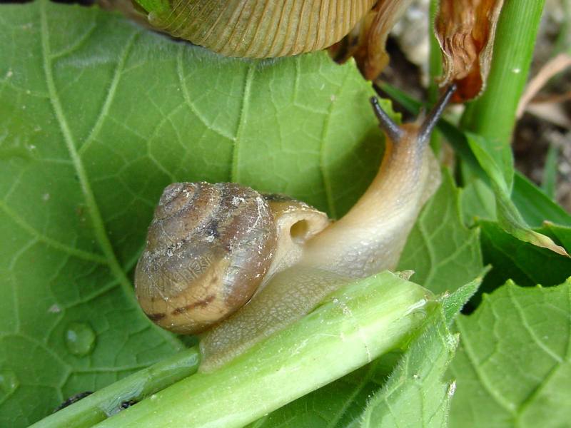 Korean Round Snail {!--달팽이--> at my family farm; DISPLAY FULL IMAGE.