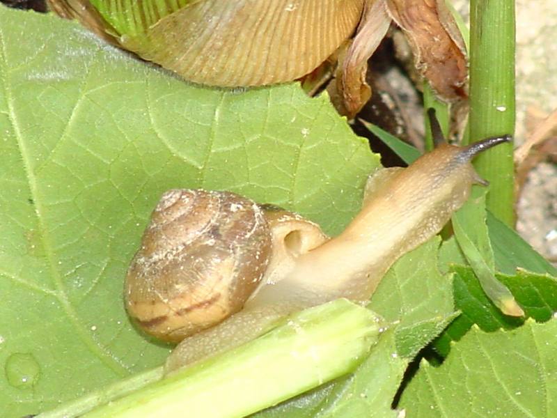 Korean Round Snail {!--달팽이--> at my family farm; DISPLAY FULL IMAGE.