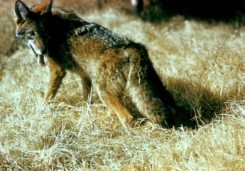 Coyote (Canis latrans) {!--코요테-->; DISPLAY FULL IMAGE.