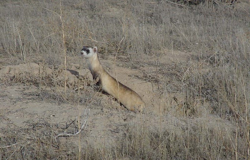 Black-footed Ferret (Mustela nigripes) {!--검은발족제비-->; DISPLAY FULL IMAGE.