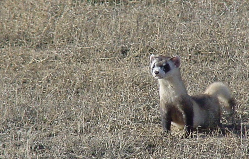 Black-footed Ferret (Mustela nigripes) {!--검은발족제비-->; DISPLAY FULL IMAGE.