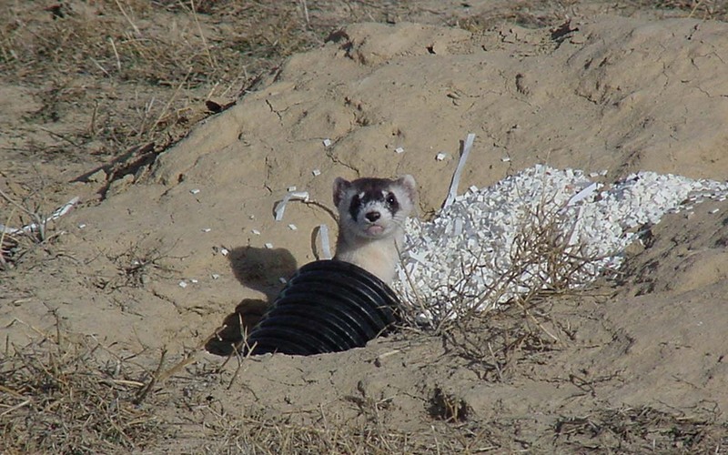 Black-footed Ferret (Mustela nigripes) {!--검은발족제비-->; DISPLAY FULL IMAGE.